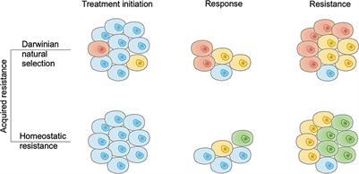 Frontiers | Acquired Resistance To Immune Checkpoint Blockades: The ...